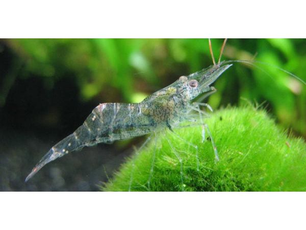 20 Live Freshwater Ghost Shrimp - Feeder Shrimp - Glass Shrimp