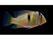 One Dacrya Bandit Eartheater Cichlid Approx 1" (Guianacara Dacrya) T242
