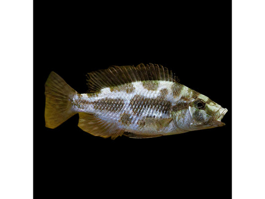 One Haplochromis Livingstonii Cichlid Approx 1.5-2" T230 Malawi African Cichlid