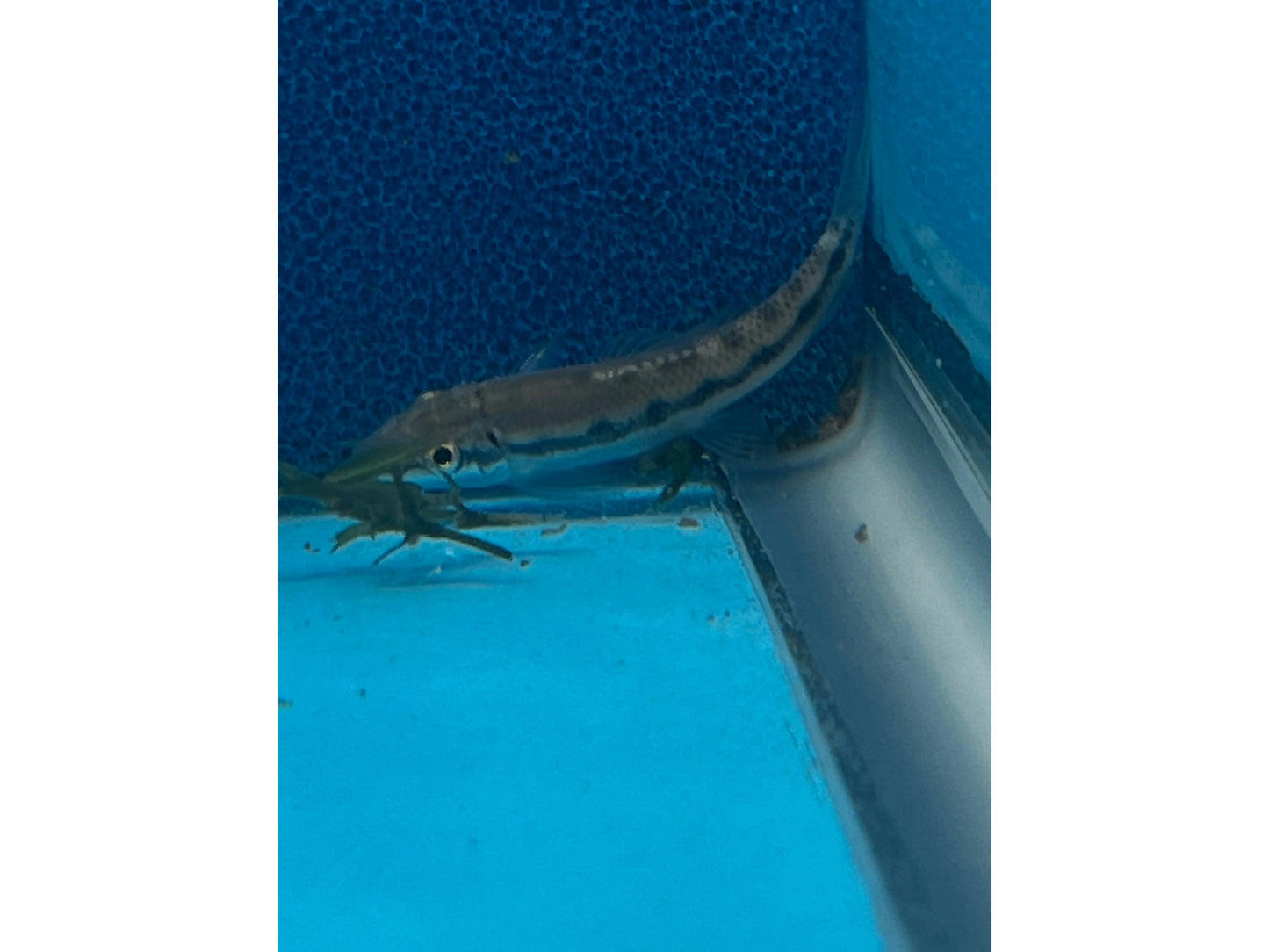 Chinese Algae Eater Aquarium Fish