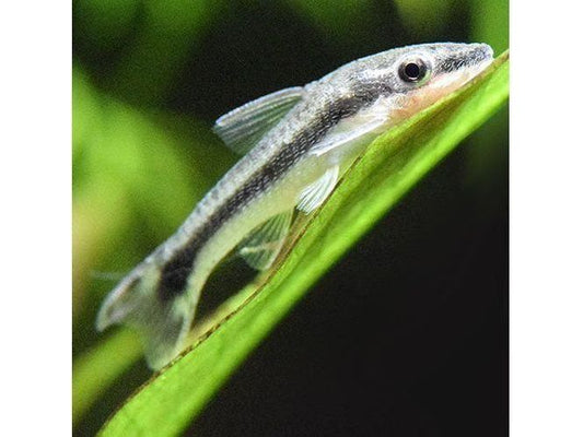 One Otocinclus Algae Eater Approx 3/4-1.5” T148/147