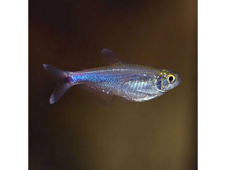 Blue Tetra