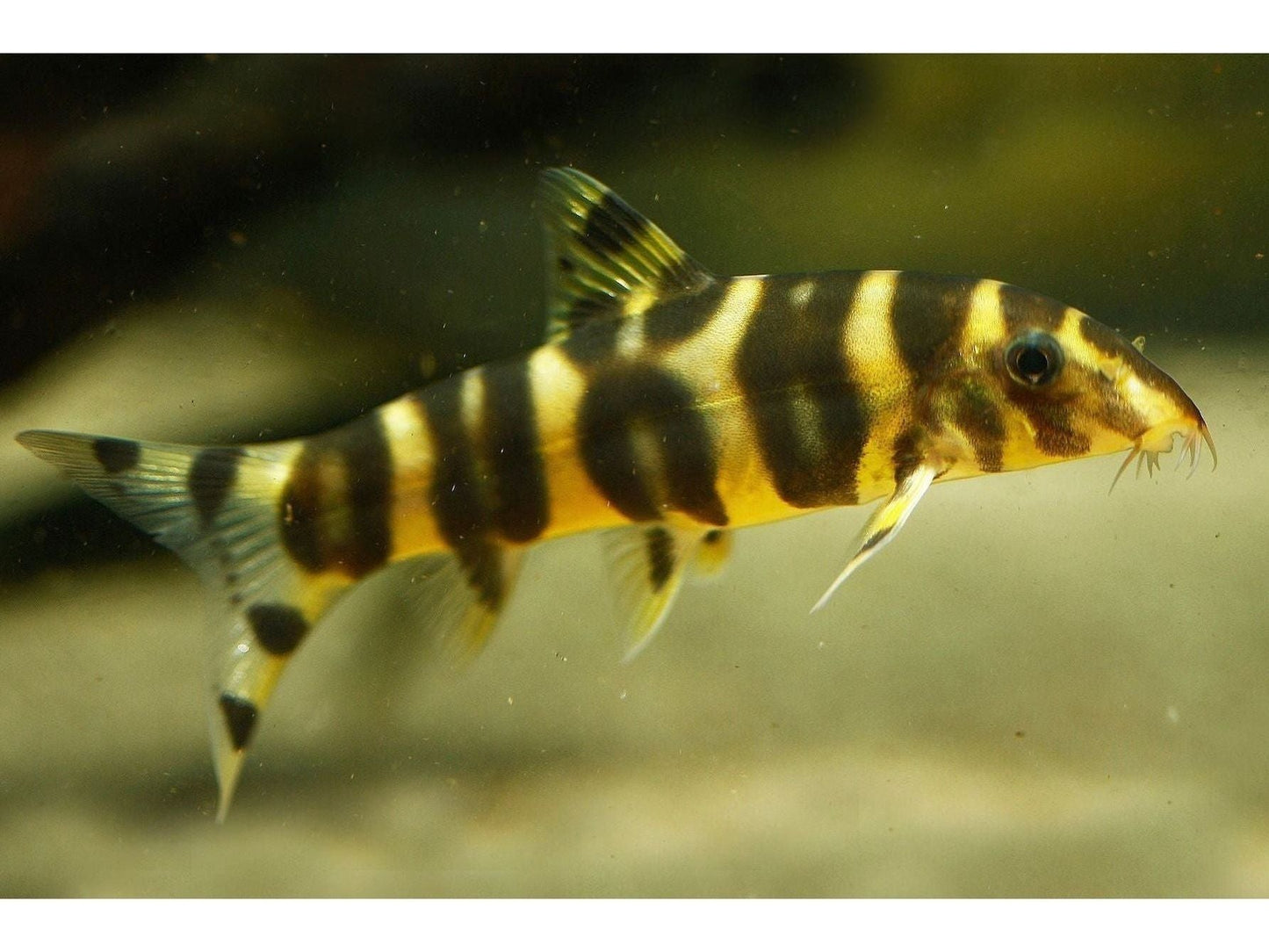 One Emperor Loach Approx 2” T153