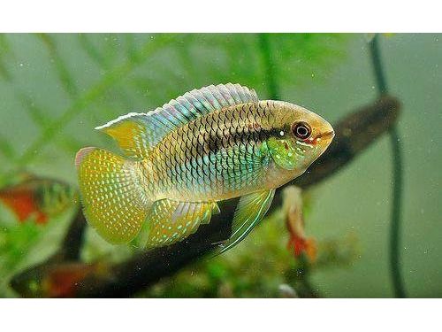 Dwarf Flag Curviceps Cichlid (T10)