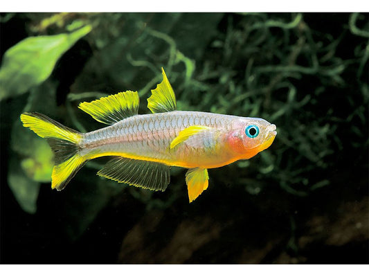 Forktail Rainbowfish (Pseudomugil Furcata) Approx 3/4 - 1” T28