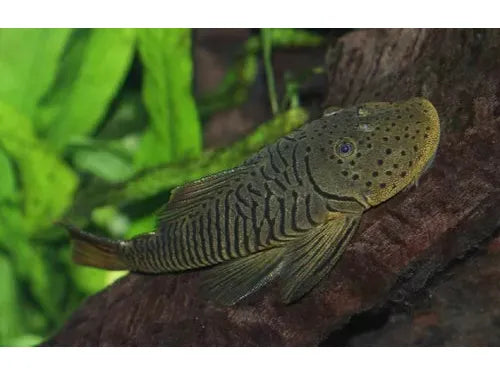 One Rubberlip Pleco L-146  Approx 2-2.5” T61