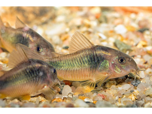 One Bronze (Aeneus) Cory Catfish Approx 1-1.5” T32