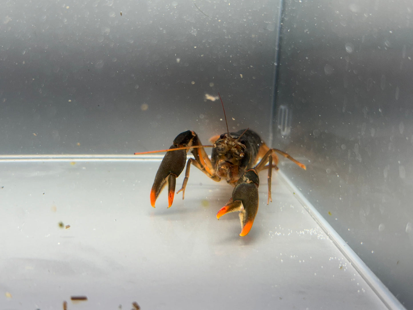 Snowden Orange Tip Lobster