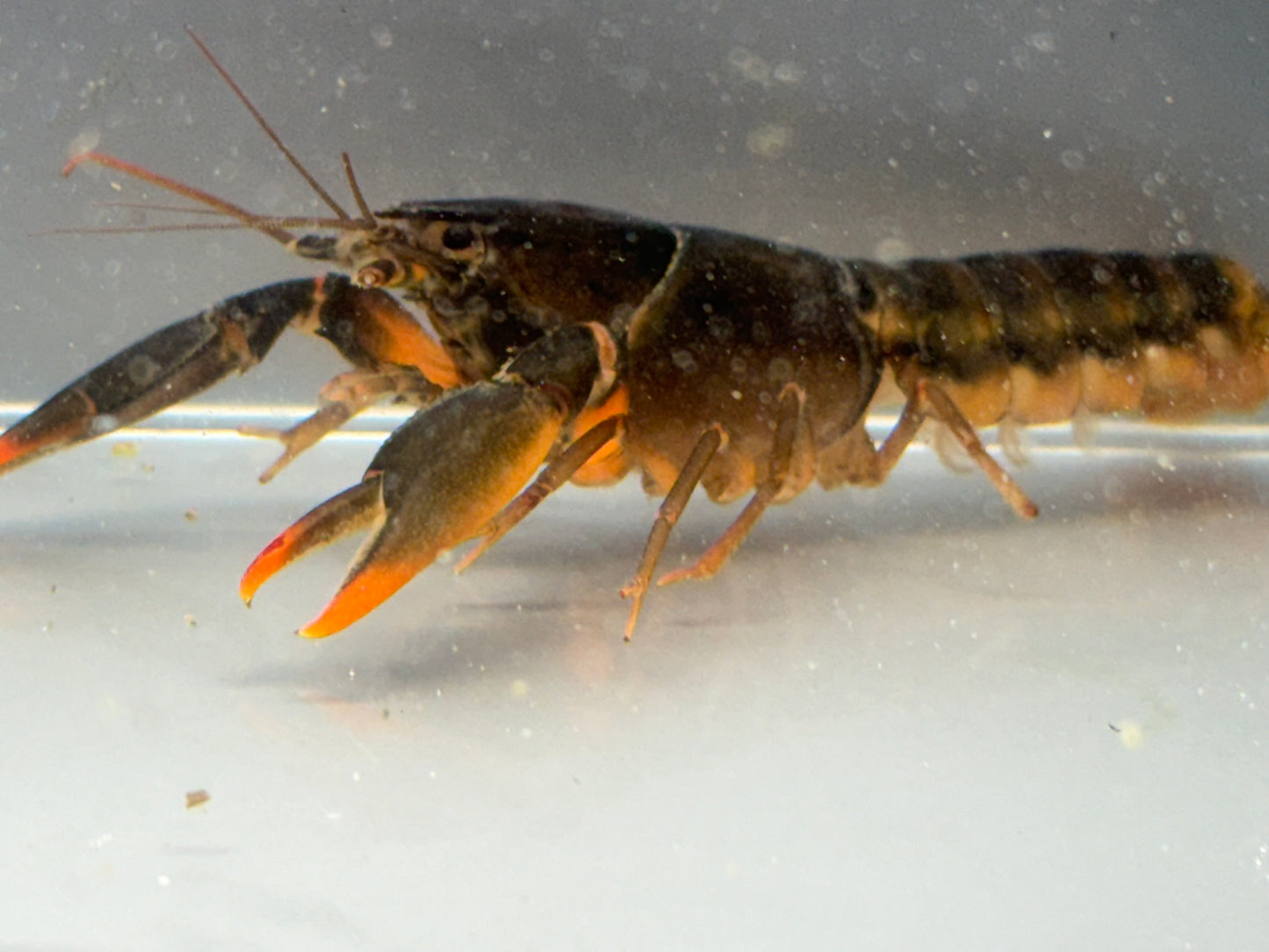 Snowden Orange Tip Lobster