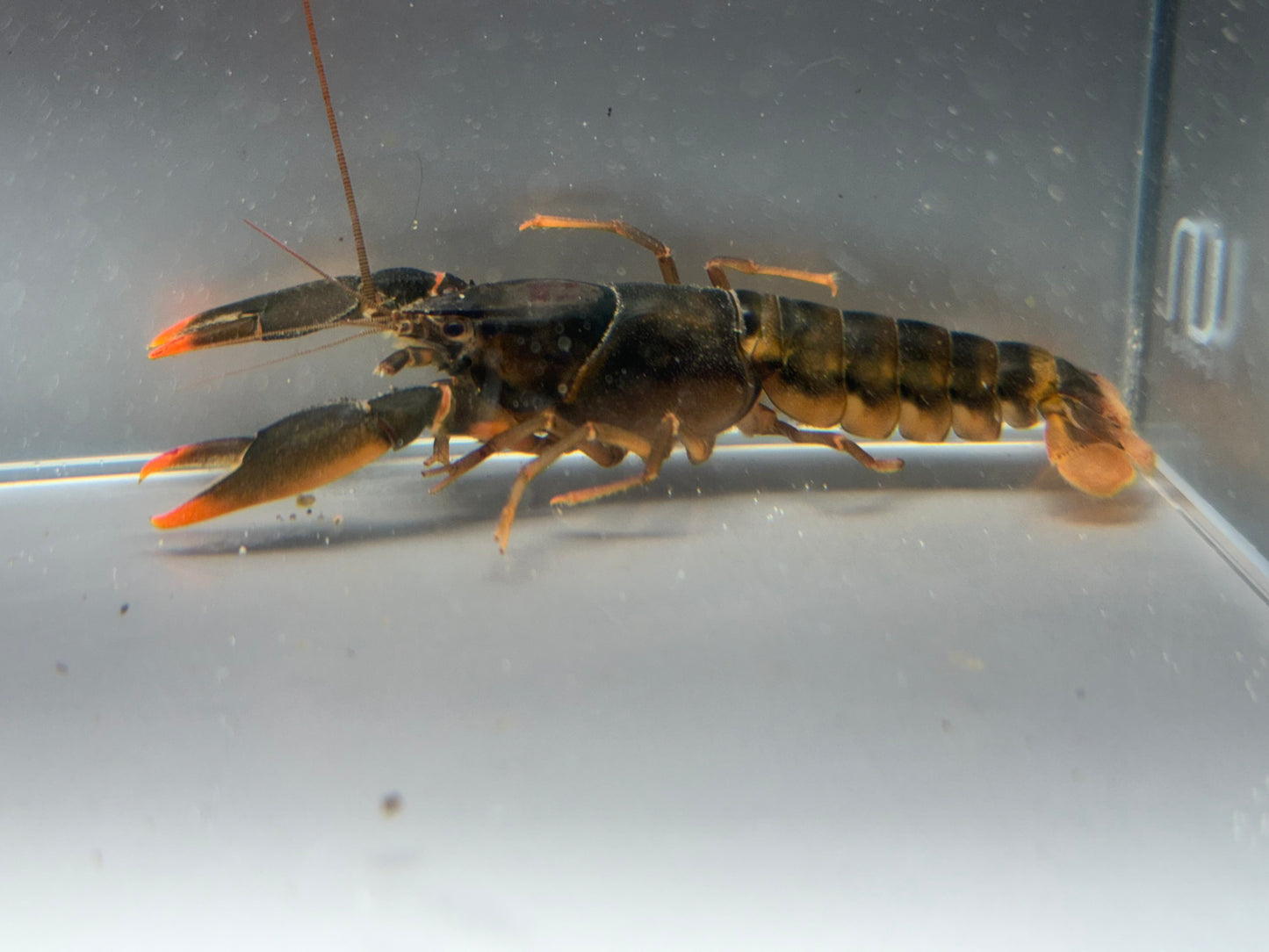 Snowden Orange Tip Lobster