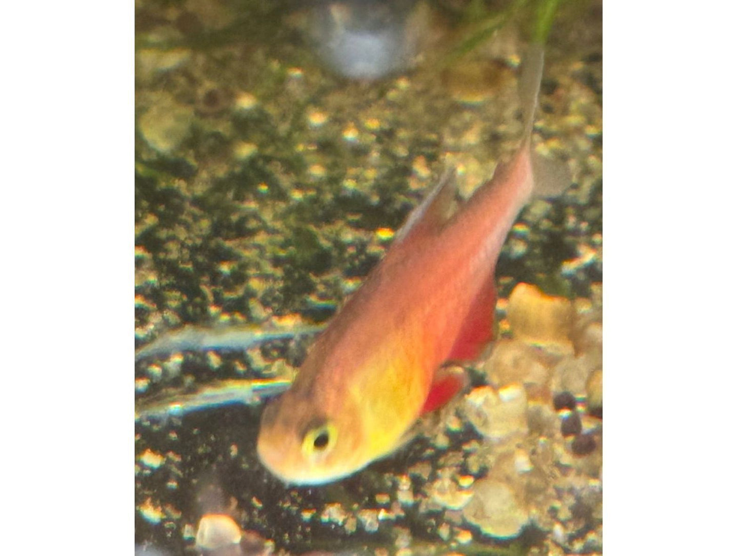One Orange Von Rio Tetra T121