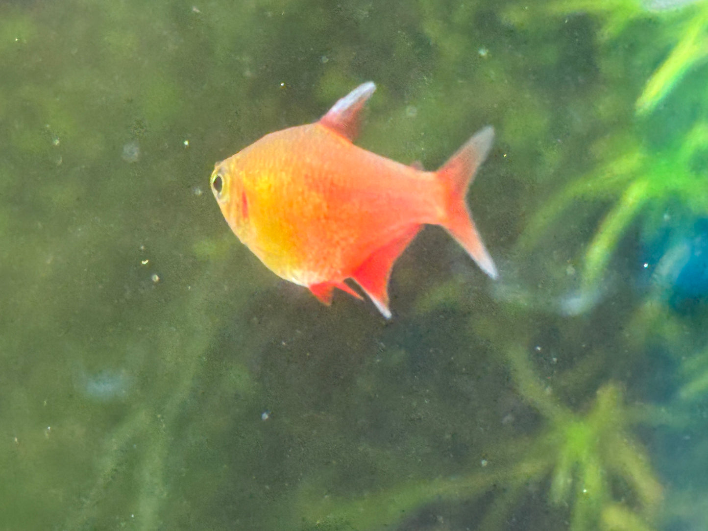 One Orange Von Rio Tetra