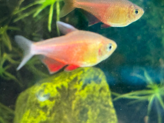 One Orange Von Rio Tetra T121