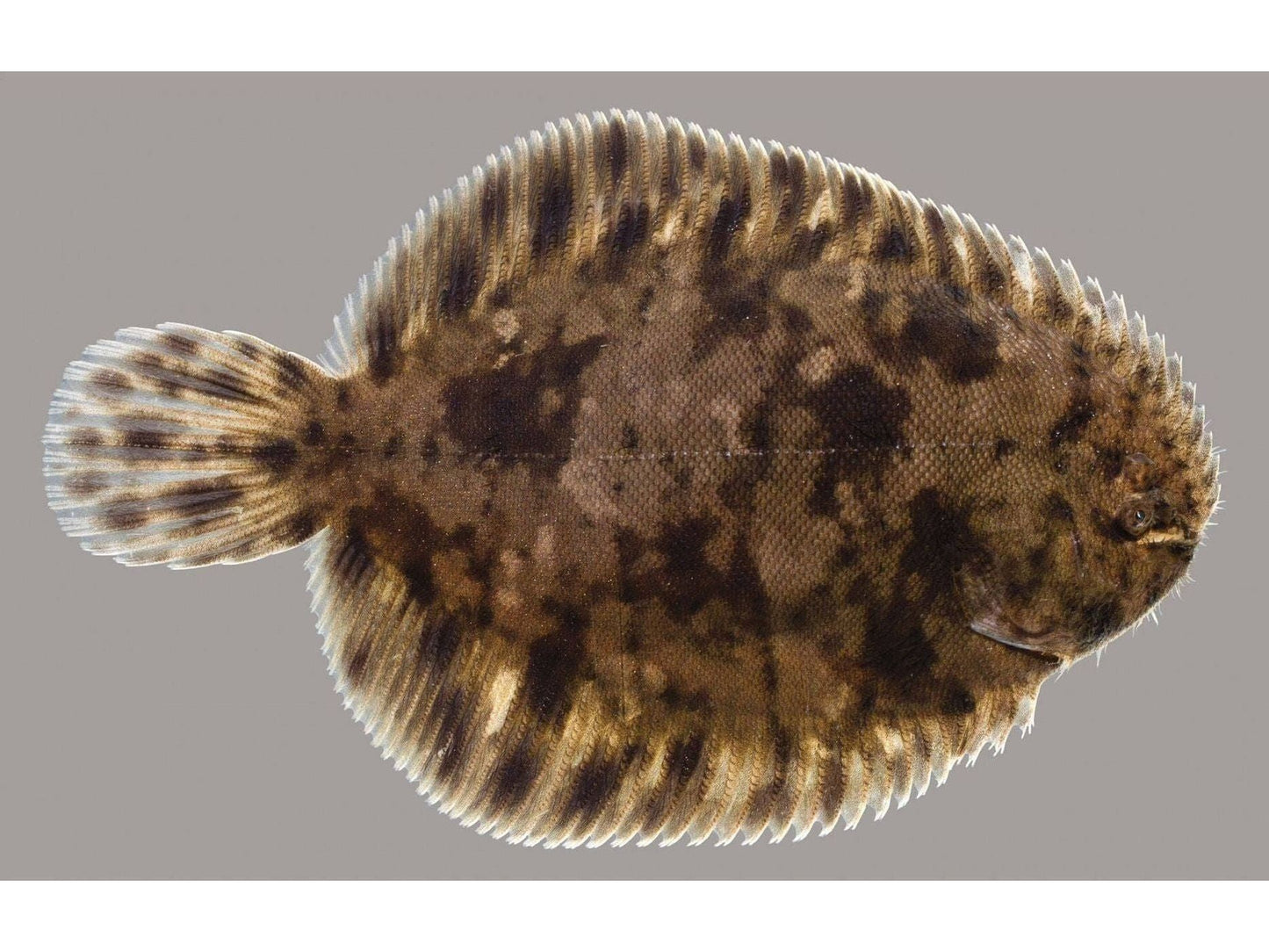Freshwater Flounder A Unique Fish 3/4 - 1” in size.