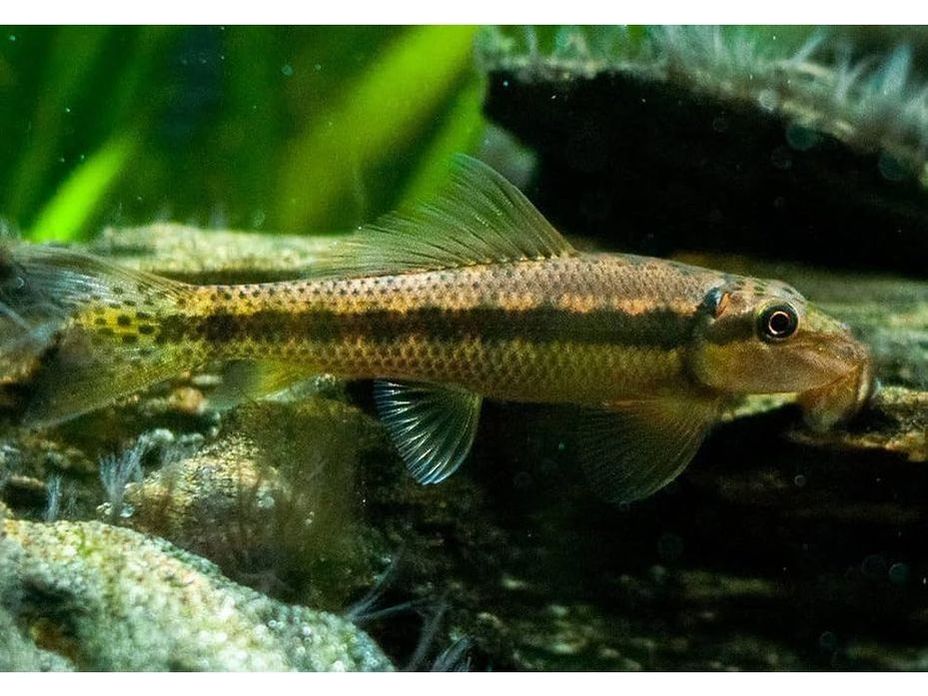 Chinese Algae Eater Aquarium Fish T94