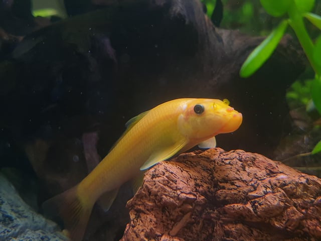 Gold Chinese Algae Eater Aquarium Fish Approx 1-2”