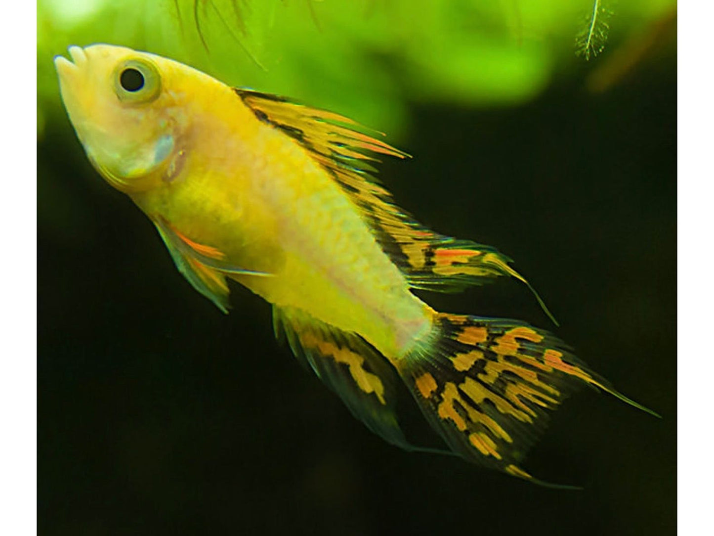 One Dwarf Cockatoo Lemon Cichlid Approx 1-2" T197
