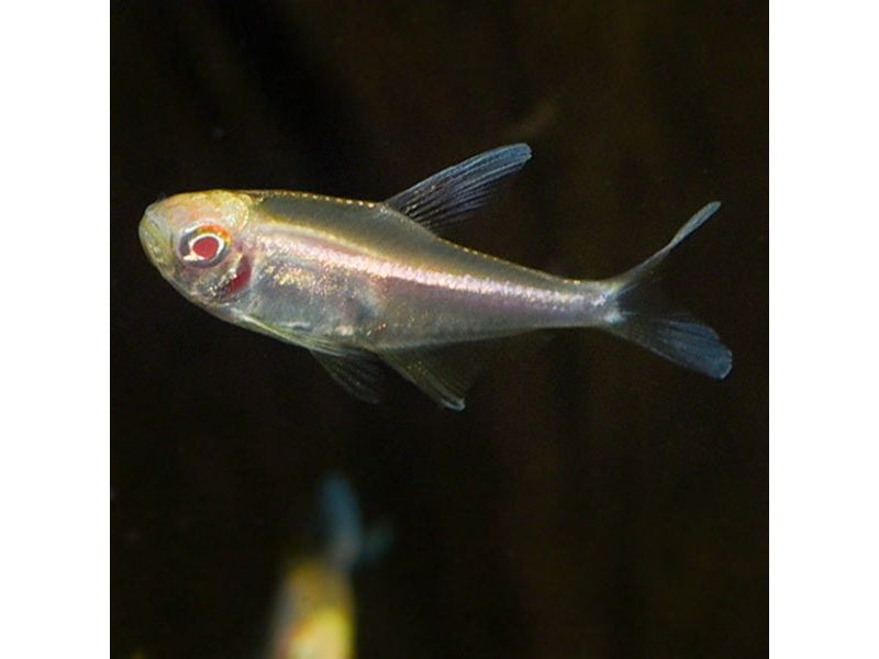 Albino Black Neon Tetra Live Fish