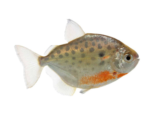 One Silver Dollar Spotted Fish Approx 1-2" (Metynnis) T140