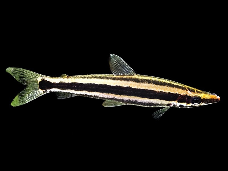 One Anostomus Ternetzi Oddball Fish Approx 2.5” T793