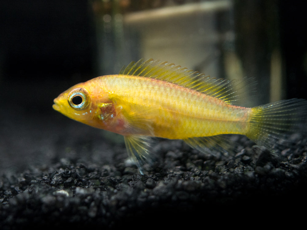 One Dwarf Agassizii Golden Cichlid