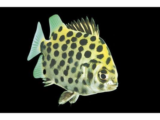 One Green Scat Fish Approx 1-2.5” T186