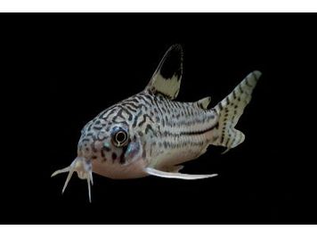 One Punctatus Spotted Cory Cat