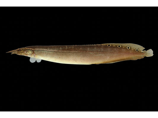 One Peacock-Eel (No-Stripes) Freshwater 4-5” T91