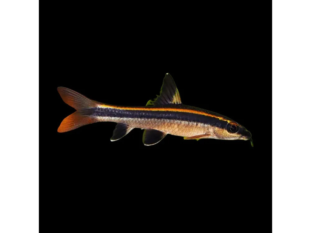 One Flying Fox Red Algae Eater