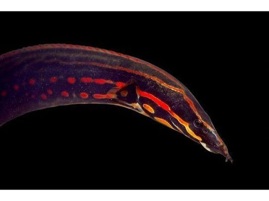 One Fire Eel-Fish  Freshwater Approx 3-4” T105