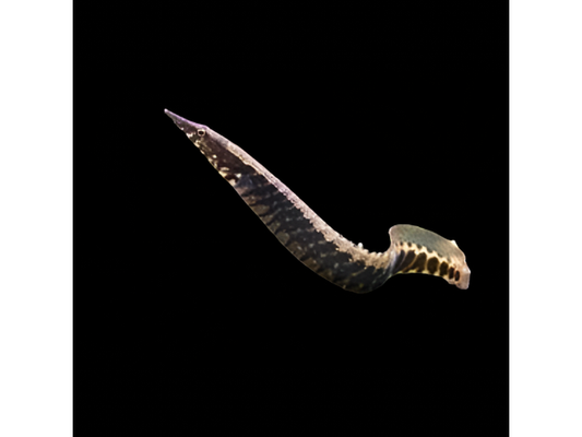 One Half Banded Spiny Eel-Fish T104 (Macrognathus circumcinctus)  Freshwater Approx 6"