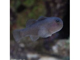 Black Clown Goby Salt Water