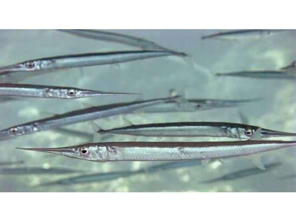 One Needlefish Freshwater Garfish Approx 6”