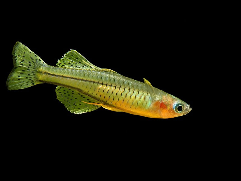 One Gertrude Spotted Blue Eye Rainbowfish (Pseudomugil gertrudae) T146