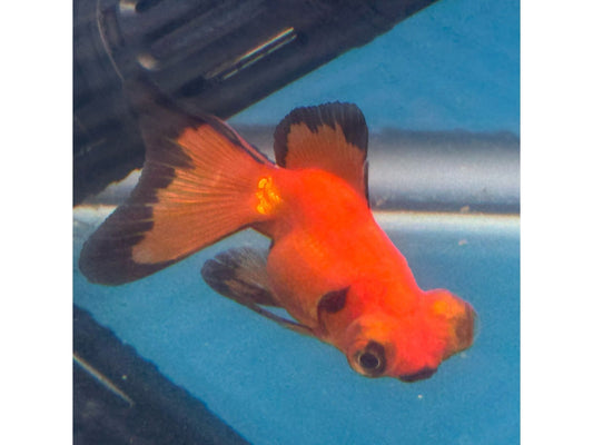 One Butterfly Telescope Goldfish Red Approx 2" T270