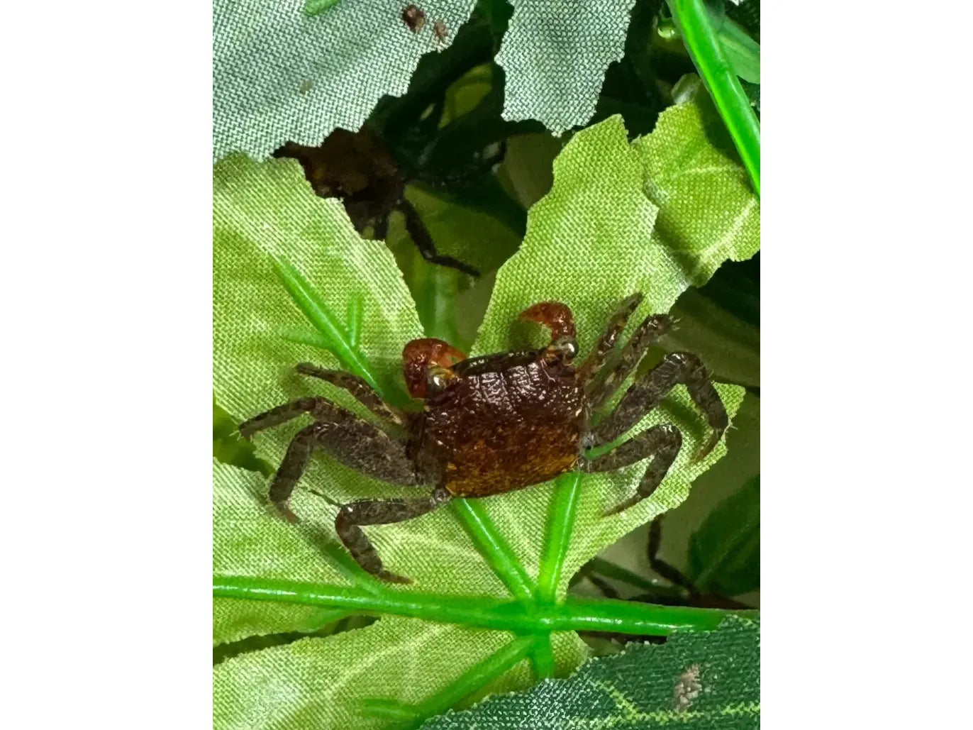 Red Devil Crab (Vampire) Freshwater (Geosesarma)