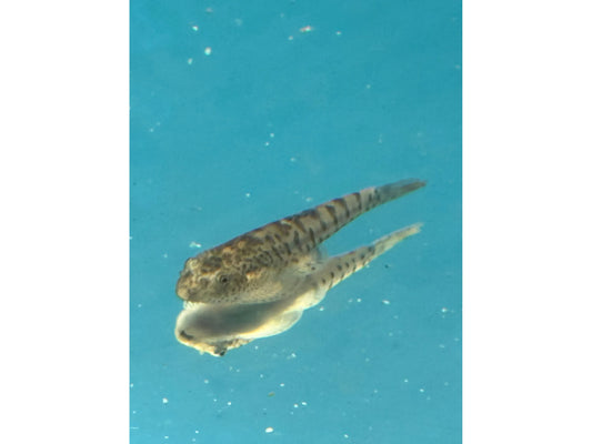 One Hillstream Vietnam Tiger Loach Approx 1.5-2" T177