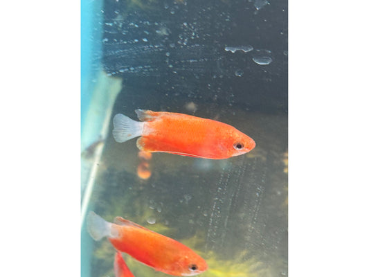 One Red Sunset Honey Gourami T116