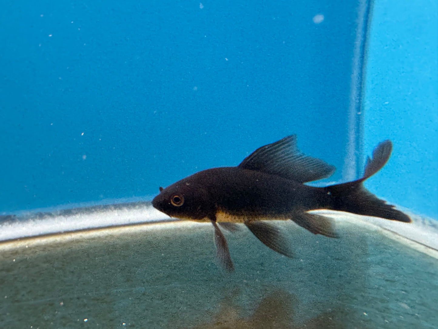One Black Butterfly Koi 4"