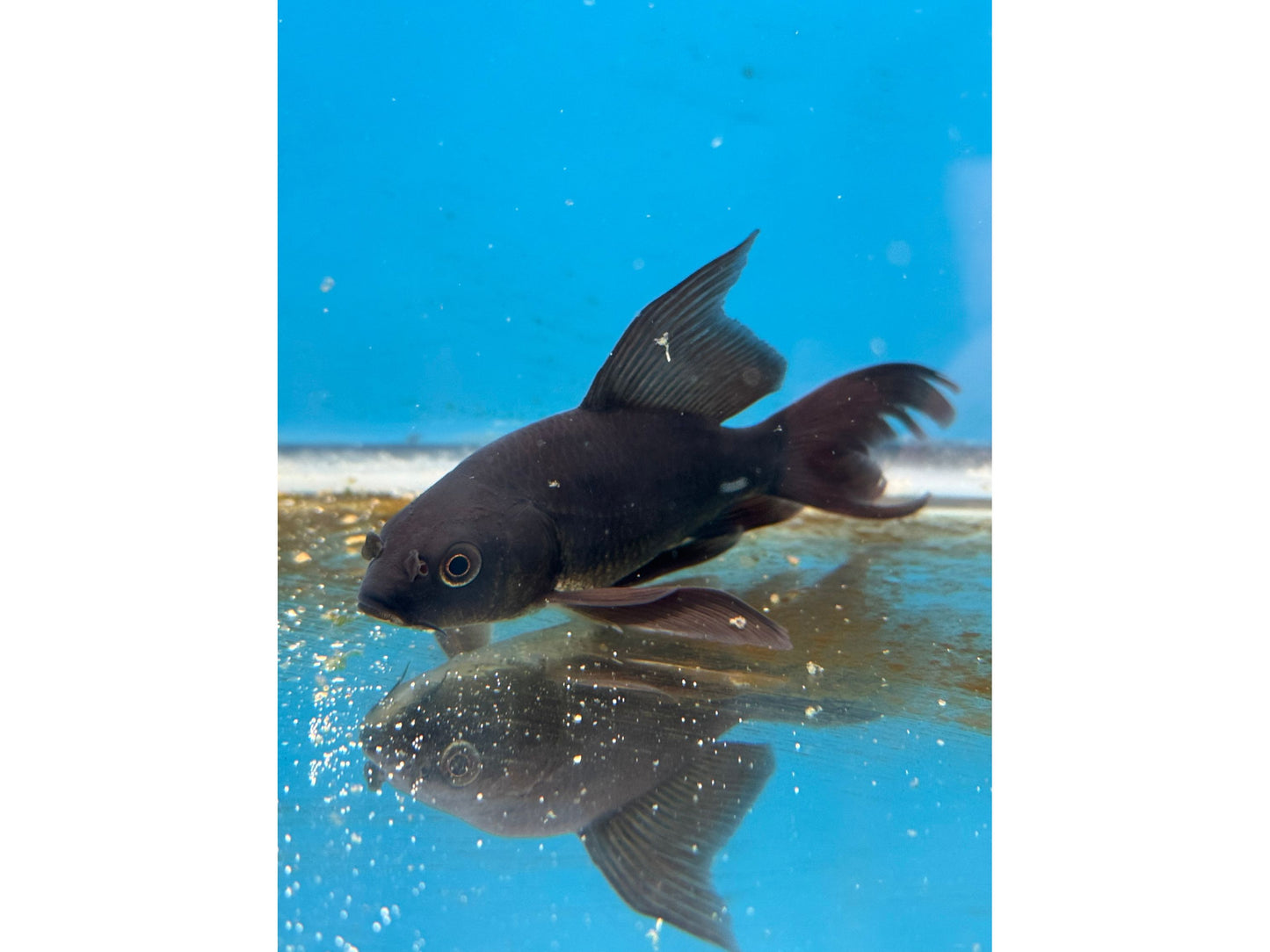 One Black Butterfly Koi 4"