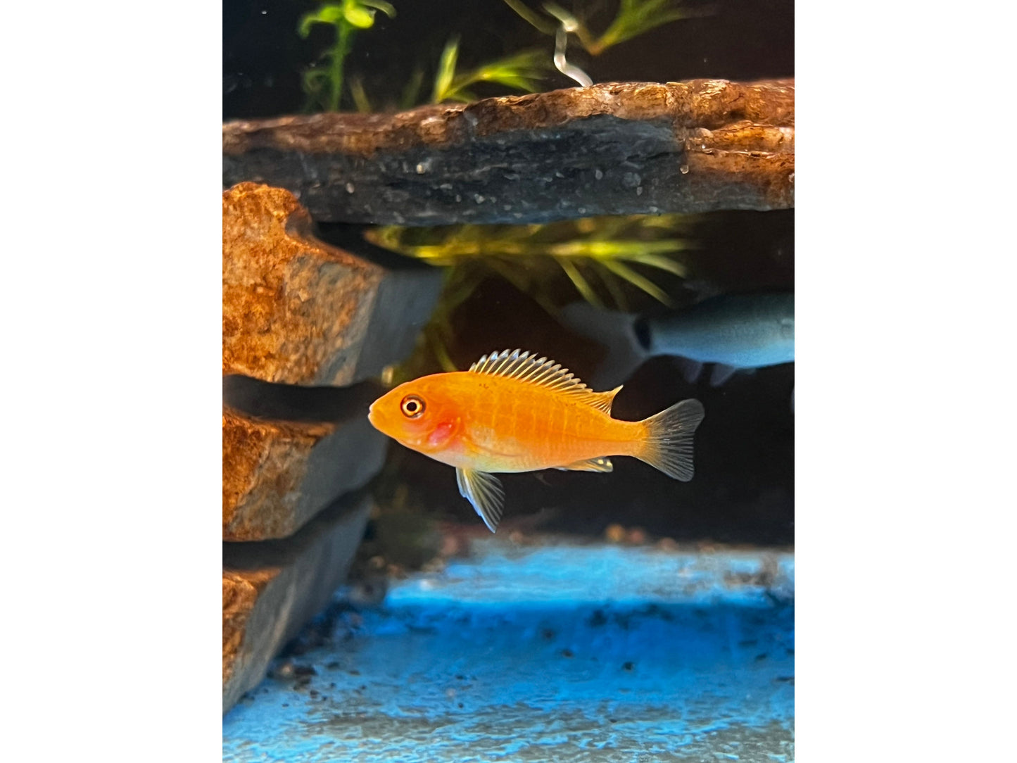 Cherry Red Orange Mbuna Cichlid