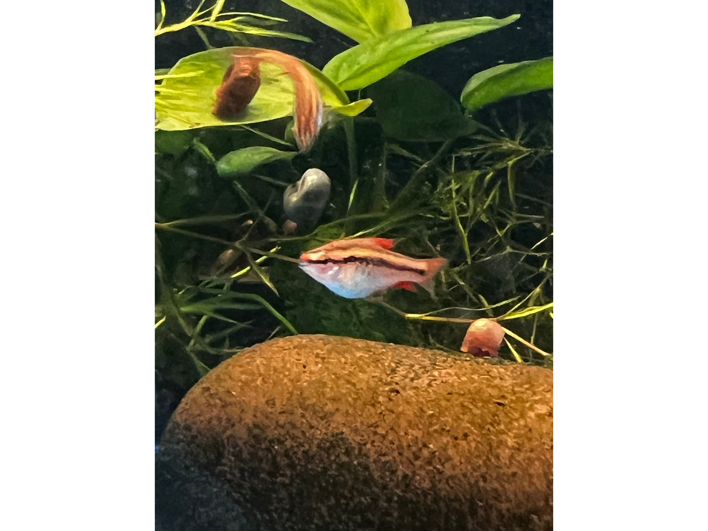 Cherry Veiltail Barb
