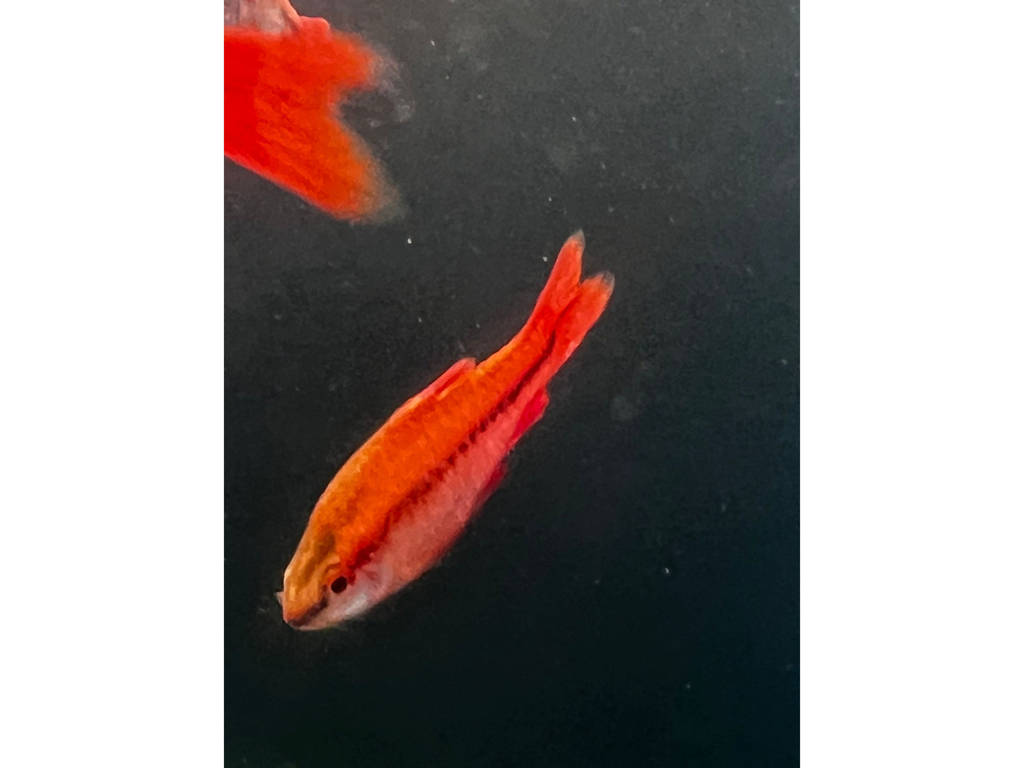 Cherry Veiltail Barb