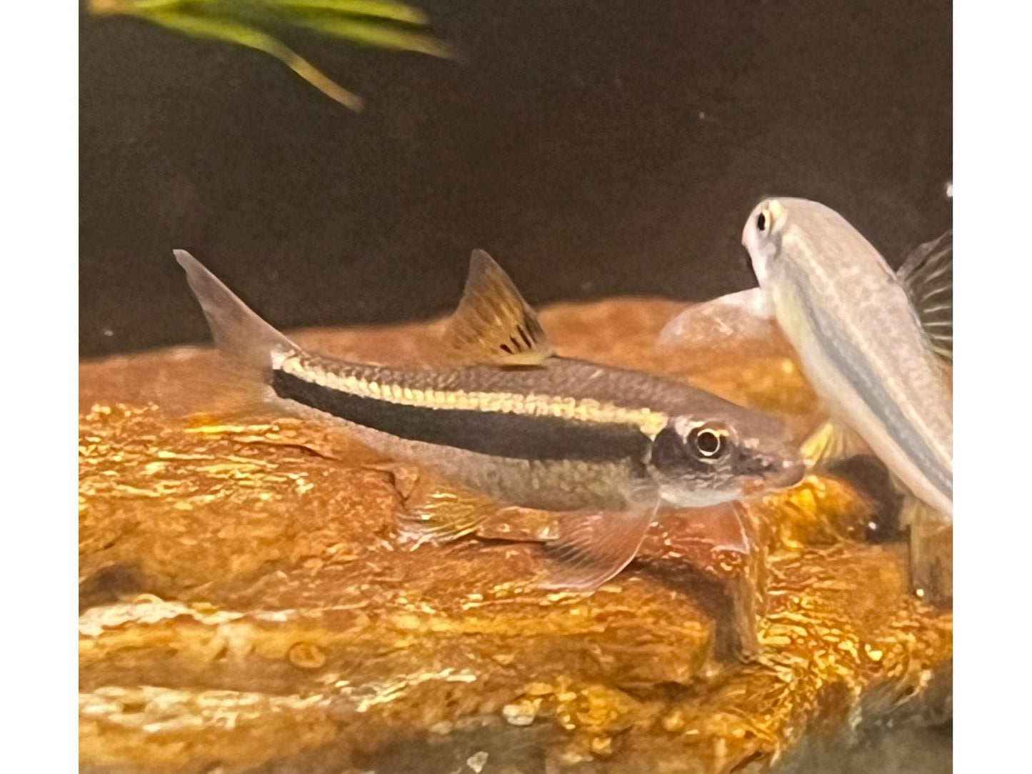 Siamese Algae Eating Shrk Live Fish