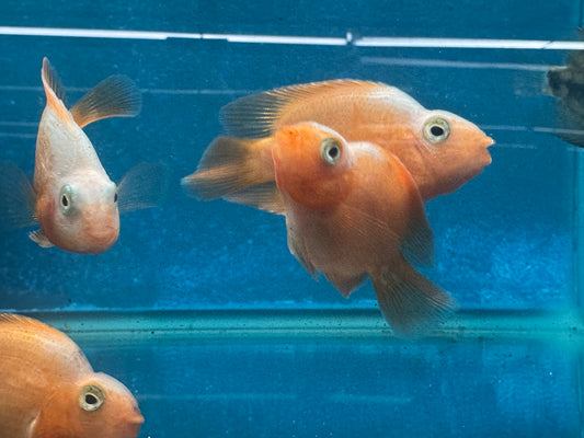Red and White Parrot Fish Approx 2.5"