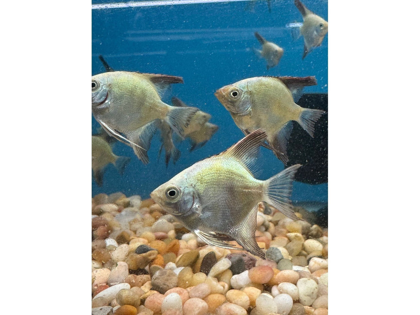 Bulgarian Seal Point Angelfish M/L Approx 2.5-3"