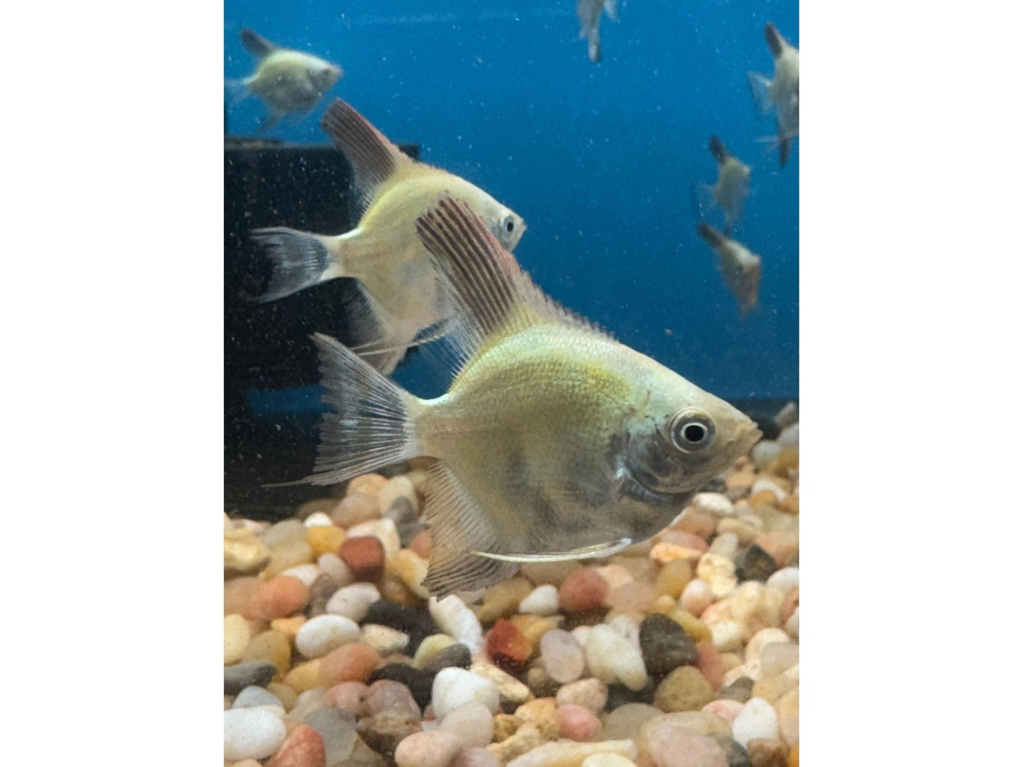 Bulgarian Seal Point Angelfish M/L Approx 2.5-3"
