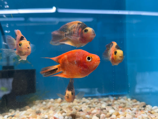 Red and Black Parrot Fish Approx 2.5"