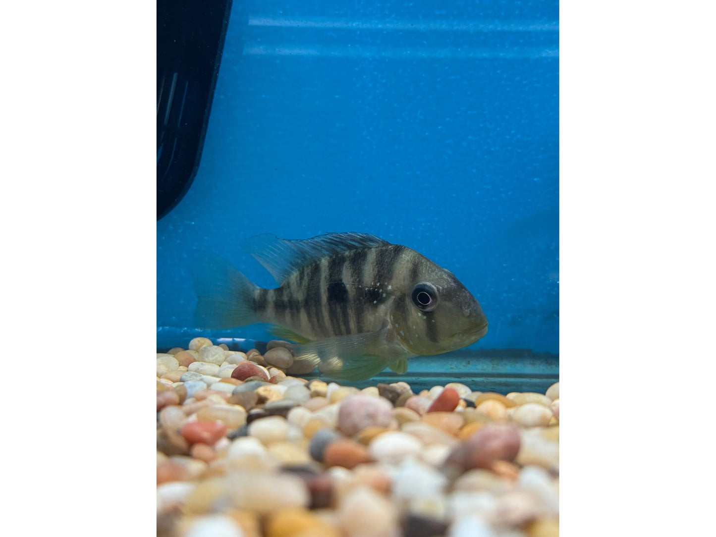One Eartheater "Balzani" Cichlid Approx 3-4" (Gymnogeophagus Balzani) T231/260
