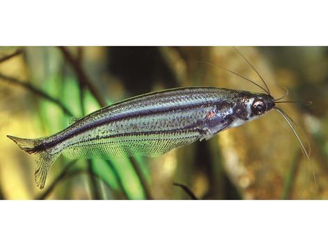 One African Glass Cat T135 Approx 2-2.5"